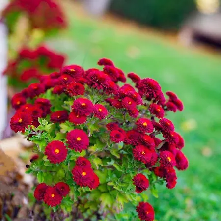 Villa маринови *