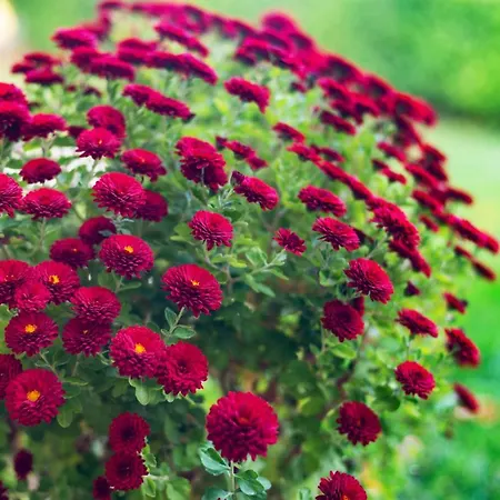 Villa маринови Boykovo