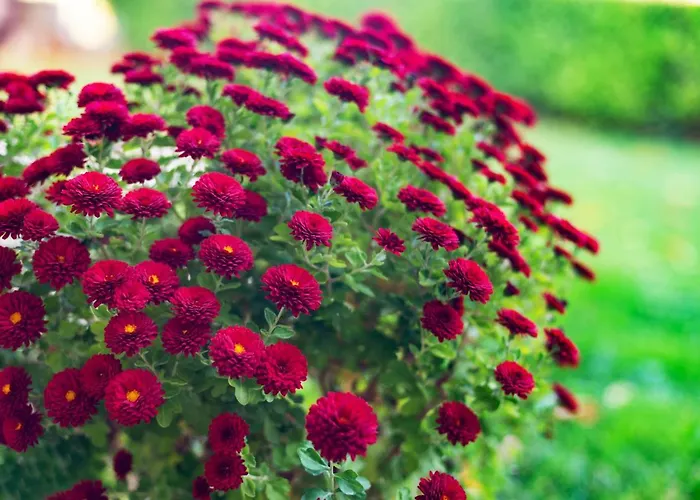 别墅 маринови Boykovo